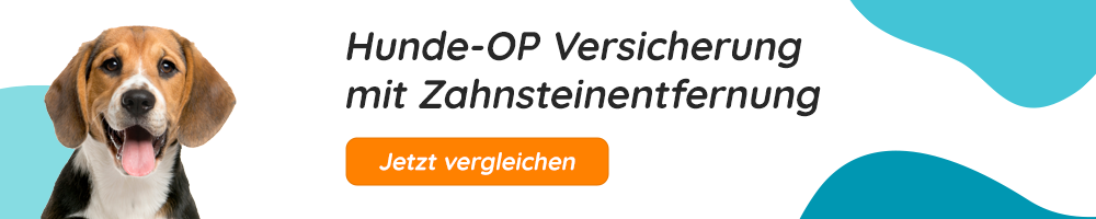 Hunde-OP Versicherung mit Zahnsteinentfernung