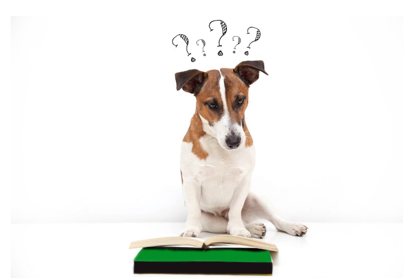 Hunde-OP Versicherung mit Zahnsteinentfernung Test und Vergleich
