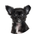 Tierarztkosten Zahnsteinentfernung Chihuahua Hund