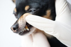 Zahnsteinentfernung Hund Kosten