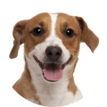 Tierarztkosten Zahnsteinentfernung beim Jack Russell Terrier