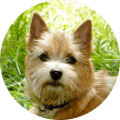 Tierarztkosten Zahnsteinentfernung Cairn Terrier Hund