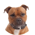 Tierarztkosten Zahnsteinentfernung Staffordshire Terrier Hund