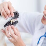 Hunde-OP Versicherung mit Zahnreinigung