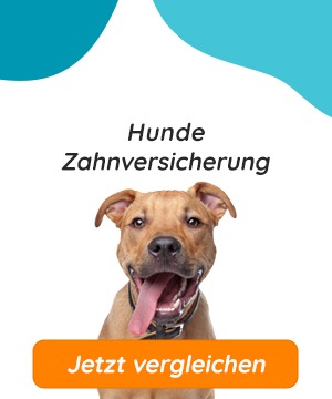 Hunde Zahnversicherung