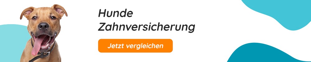 Hunde Zahnversicherung
