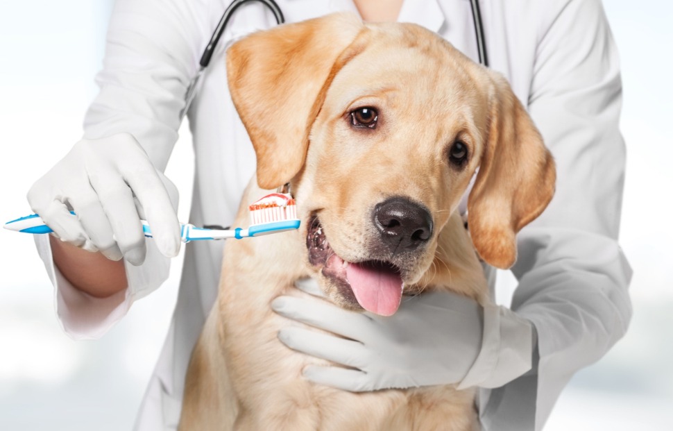 Hunde Zahnversicherung