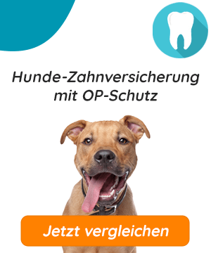 Hunde-OP Versicherung - Hunde Zahnversicherung