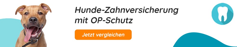 Hunde Zahnversicherung